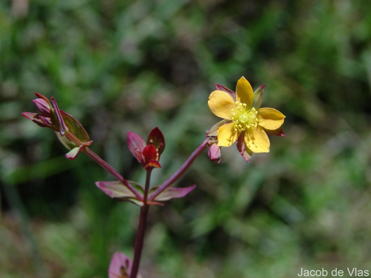 Hypericum japonicum Thunb.